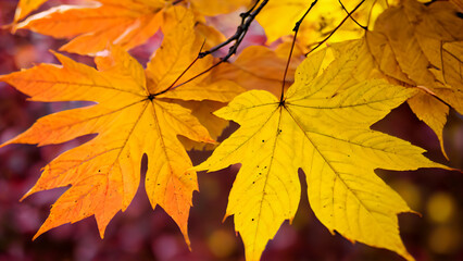 Obraz premium Close-up of a Branch Adorned with Bright Yellow Leaves and Bunches of Glossy Red Berries, Featuring a Striking Black Berry Amid a Vibrant Autumn Palette of Red, Orange Hues 