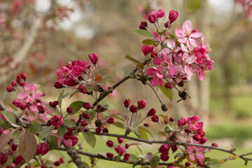 Malus coccinella coutarou en fleurs