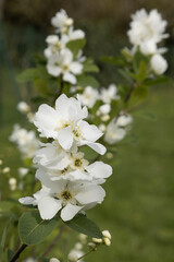 Philadelphus
