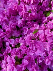 Obraz premium pink purple fuchsia flowers