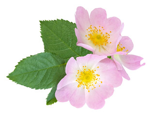 Fleur d'églantier	