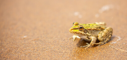 The frog sits on the sand on the shore of the lake. Beautiful wildlife landscape with place for text. The concept of protecting wildlife and ecology.