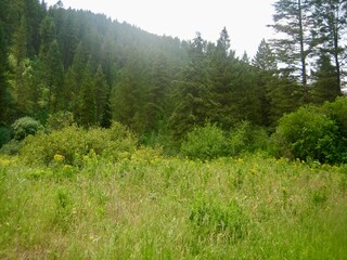 forest in the mountains and spring

