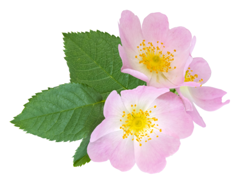 Fleur d'églantier	