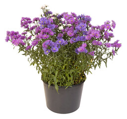 Aster mauve en pot