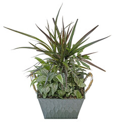 Composition de plantes vertes d'intérieur