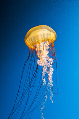 underwater photography jellyfish Chrysaora fuscescens, Pacific sea nettle, West Coast sea nettle