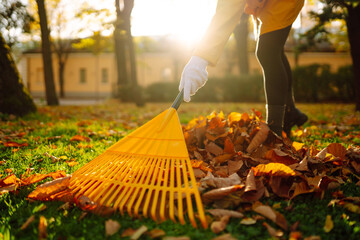 Collect autumn leaves with a rake, work in the garden, park. The concept of volunteering, seasonal...