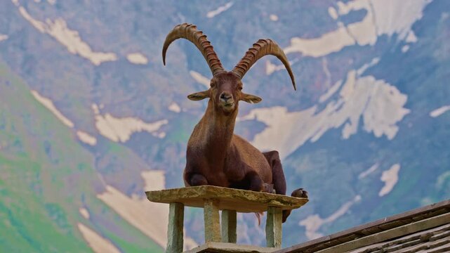 A mountain goat with large horns on the roof of a wooden house gracefully surveys its domain. Wild goat with horns on top of a mountain in the Alps. Alpine ibex. Beautiful alpine landscape