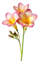 Fototapeta premium Elegant White Freesia Flower Isolated on Transparent Background