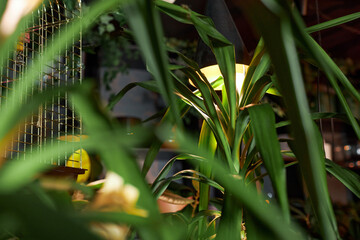 Close up background image of lush exotic plants greenery with light shining through in cluttered...