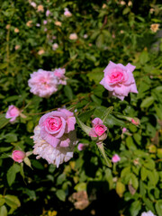 Pink flowers in garden