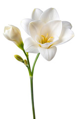 Fototapeta premium Elegant White Freesia Flower Isolated on Transparent Background
