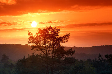 The Belvedere trail sunrise in Fontainebleau forest