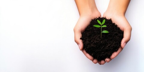 Hands Holding Soil with a Sprout on White Background