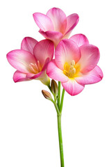 Fototapeta premium Delicate Pink Freesia Flower Isolated on Transparent Background