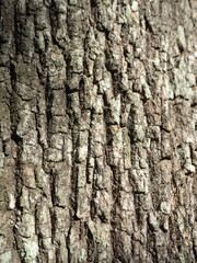 bark of a tree texture