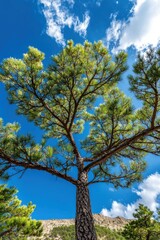 Pine tree against a bright blue sky with fluffy clouds.