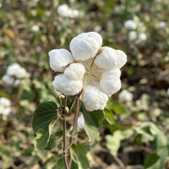 beautiful cotton plant showcasing its fluffy white bolls against backdrop of green foliage, symbolizing natures bounty and agricultural landscape