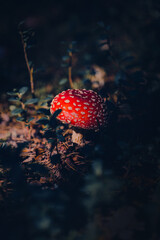 A small red fly agaric mushroom can be found in the dark forest during the...