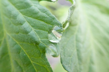 tomato, leaf, leaves, tomatoes, plant, tomato leaf, tomato leaves, vegetable, fresh, ripe, green closeup, food, raw, ingredient, organic, macro, group, nature, natural, healthy, agriculture vegetarian