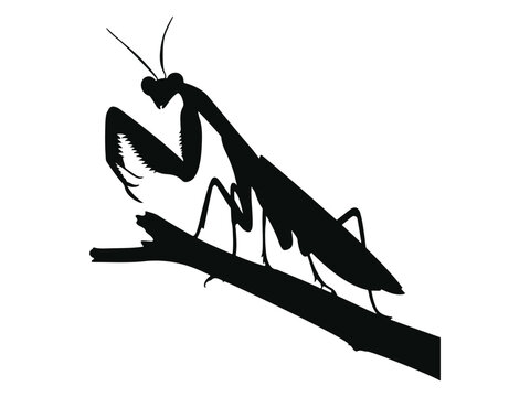 black praying mantis on branch clip art preview