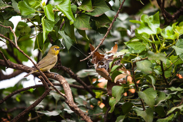 Cape White-eye Zasterops capensis stealing silk 8442