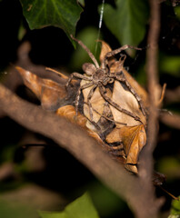 Rain Spider (Palystes superciliosus) on egg cocoon