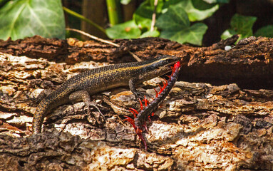 Speckled Rock skink with Centipede prey 8608