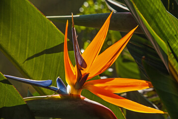 Fototapeta premium Strelitzia reginae 8680