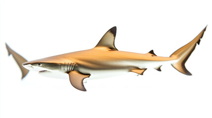 Fototapeta premium A graceful shark glides through crystal-clear waters in a vibrant coral reef setting