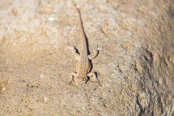 Lizard on a rock
