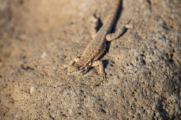 Lizard on a rock
