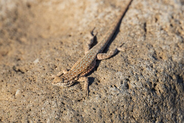 Lizard on a rock