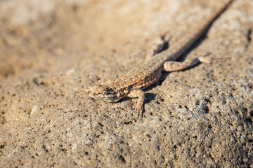 Lizard on a rock