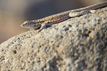 Lizard on a rock