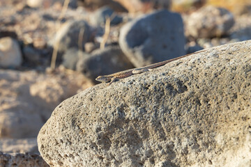 Lizard on a rock
