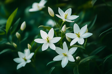 Obraz premium Close up of white flowers and buds blooming of green foliage