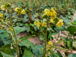 Obraz premium a green gram plant with numerous yellow flowers and developing pods. The pods are long and slender, with a slightly curved shape. They are a dark brown color and appear to be filled with small, round 