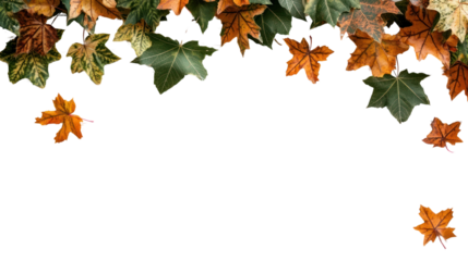 Autumn background leaf plant maple.