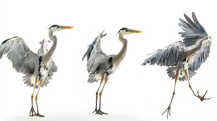 Obraz premium Herons displaying their courtship dance in a graceful series of movements against a white background
