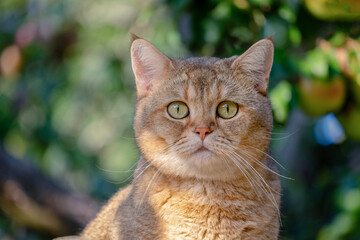 British cat portature Golden chinchilla