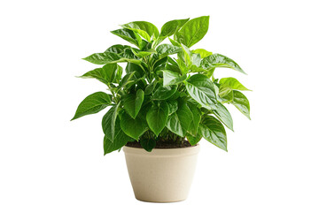 Fototapeta premium Vibrant Green Houseplant in Pot - Lush Foliage
