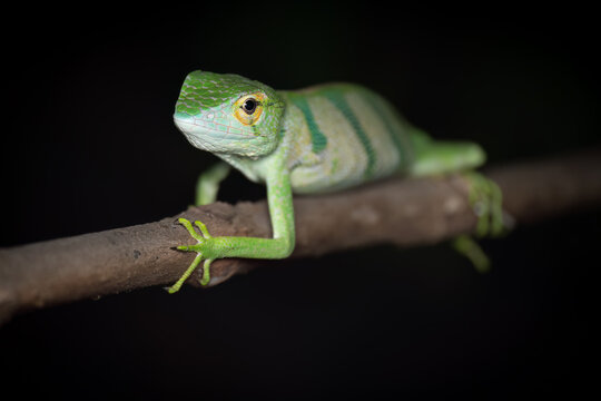 Portrait of the Canopy Lizard or Berthold's Bush Anole, (Polychrus gutturosus), Costa rica