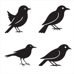 Bird icon, silhouette, logo on white background