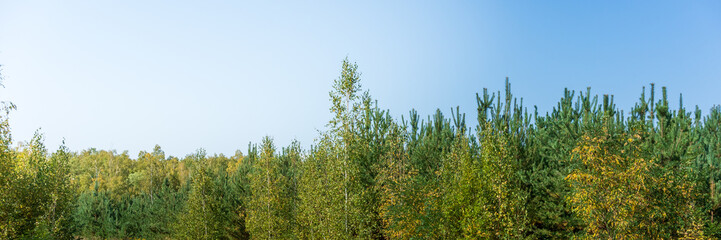 Panorama of tree tops in front of a blue sky