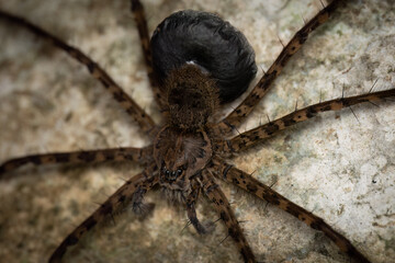 Close-up of a Fishing spider (Trechalea) with egg sac, Costa Rica