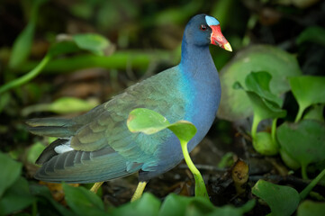 Portrait of a purple gallinule (Porphyrio martinicus), Costa Rica