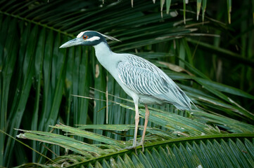 Yellow-crowned night heron (Nycticorax nycticorax), Costa Rica