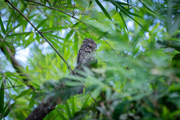 Common potoo (Nyctibius griseus) perched in tree, Costa Rica